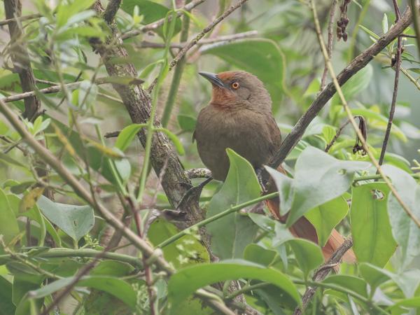 Roodoogstekelkruin (Phacellodomus erythrophthalmus)